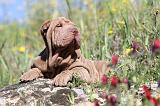 SHAR-PEI 416